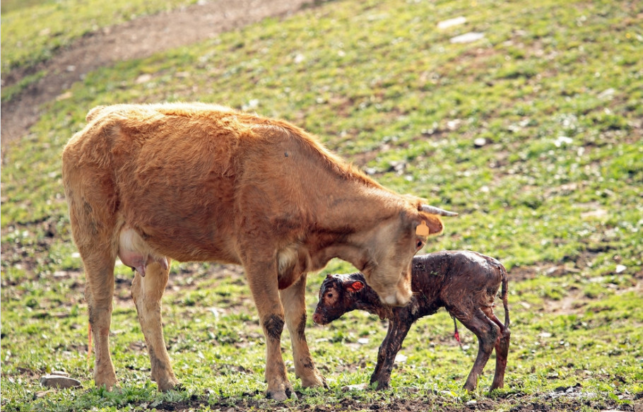刚出生的小牛在母亲的呵护下坚强的站了起来.