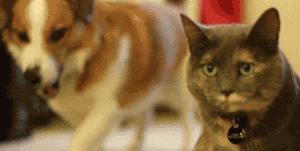 【狗狗表情包】二狗子你是猴子派来的逗比吗?哈哈哈哈