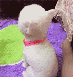 【狗狗表情包】二狗子你是猴子派来的逗比吗?哈哈哈哈