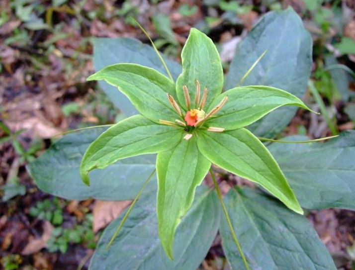 它是有名气的"七叶一枝花",根茎宝贵价值高,外面买400