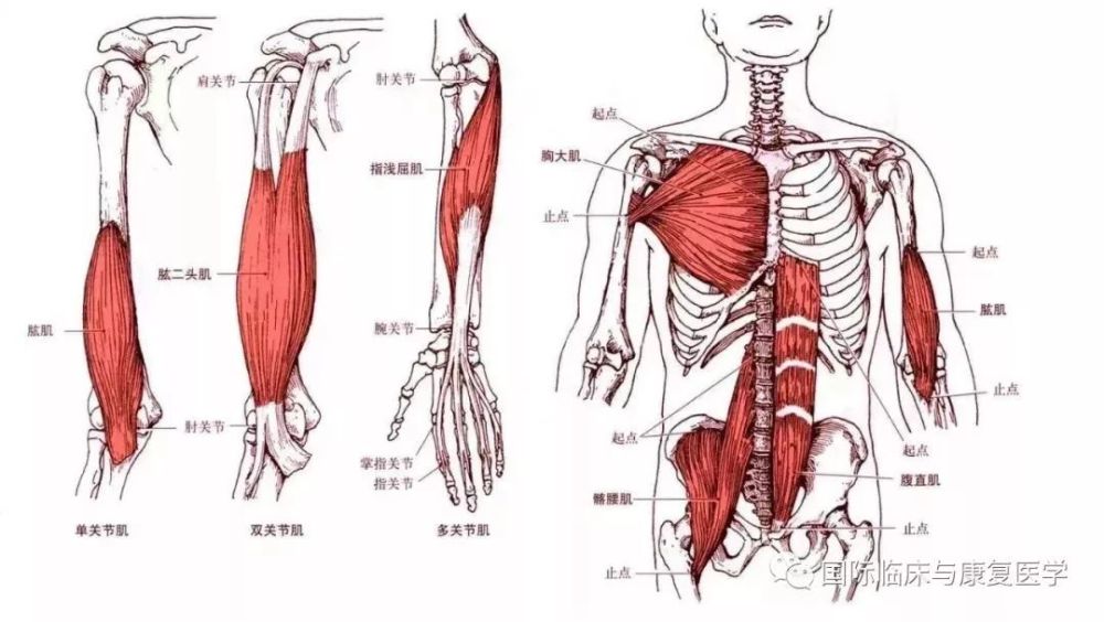 人体的全身骨骼(背面)   关节 关节面,关节囊,关节腔内软骨藏; 韧带