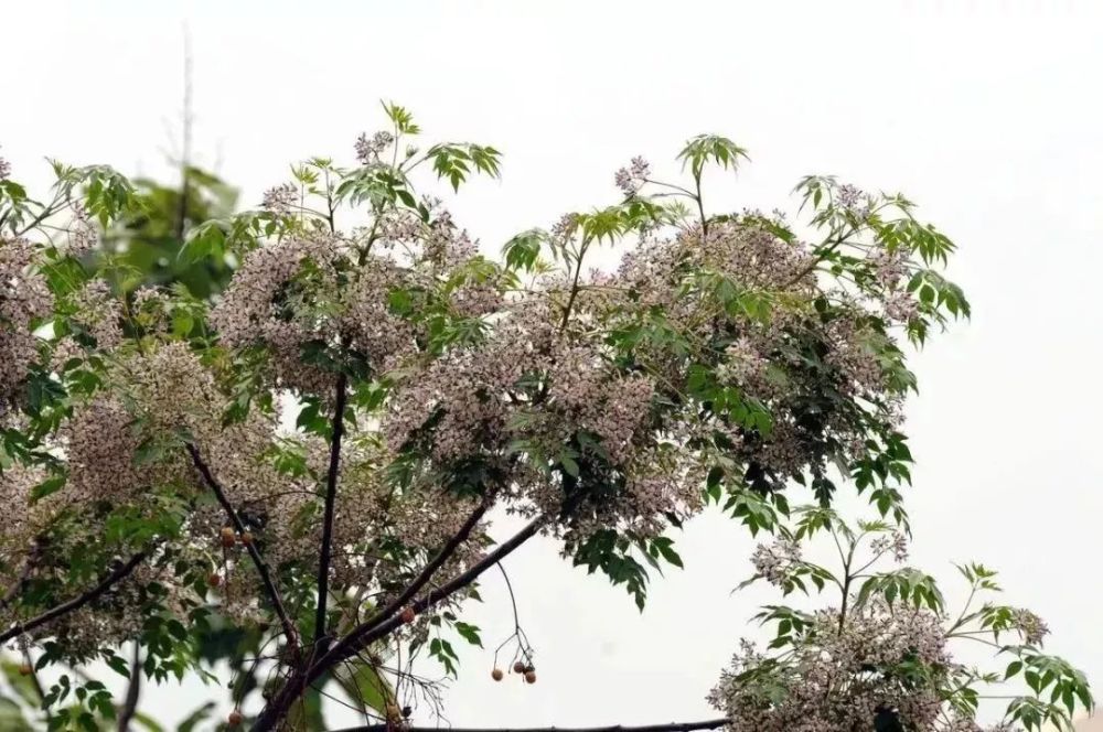 市树市花投票进入倒计时,快来投出你宝贵的一票吧!