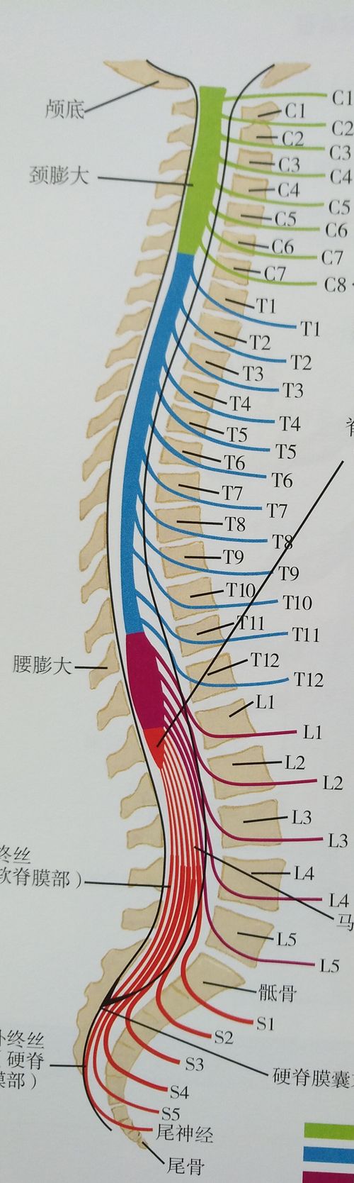 脊髓位于l1以上,l1以下为马尾神经,手术不会引起