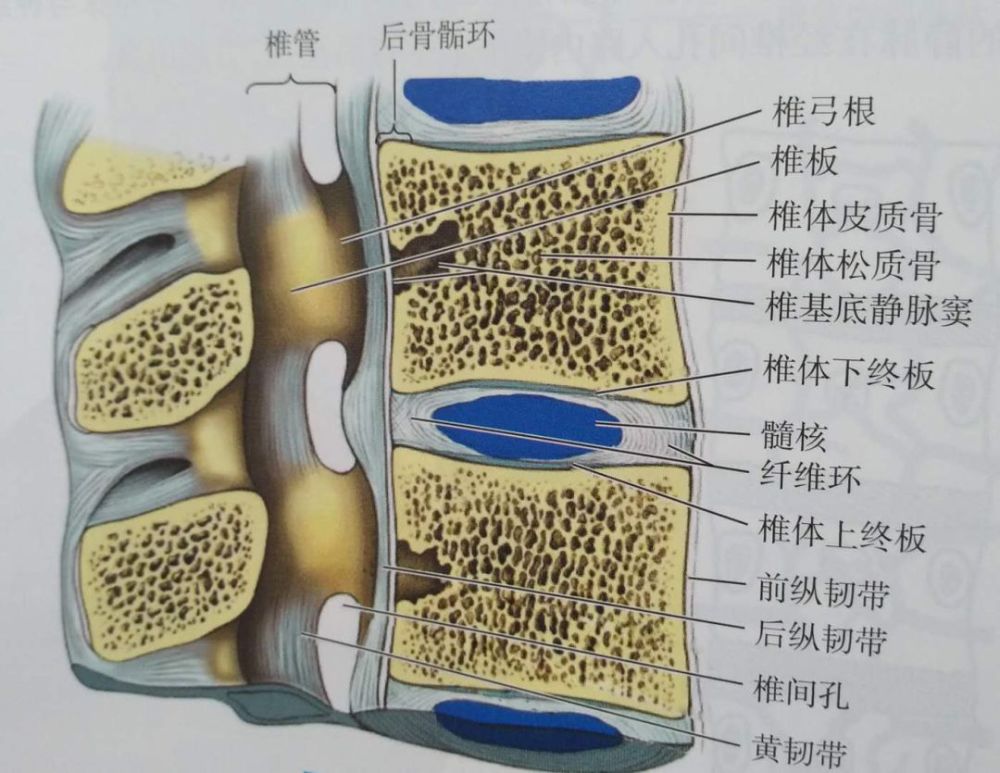 富有弹性,可减轻和缓冲外力对脊柱和颅脑的震荡.增加脊柱的活动和运动