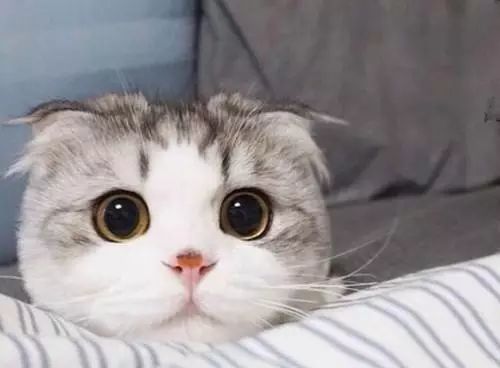 立耳猫 也会得折耳猫的遗传病 想要避免一定要杜绝做这件事 看点快报