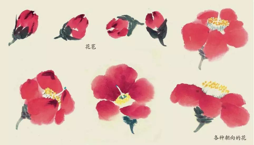 国画入门训练新编·杂花:山茶花画法