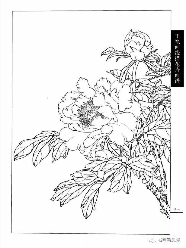 牡丹工笔线描稿精选37幅!