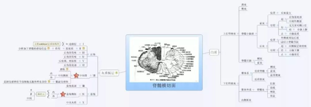 思维导图——人体解剖学