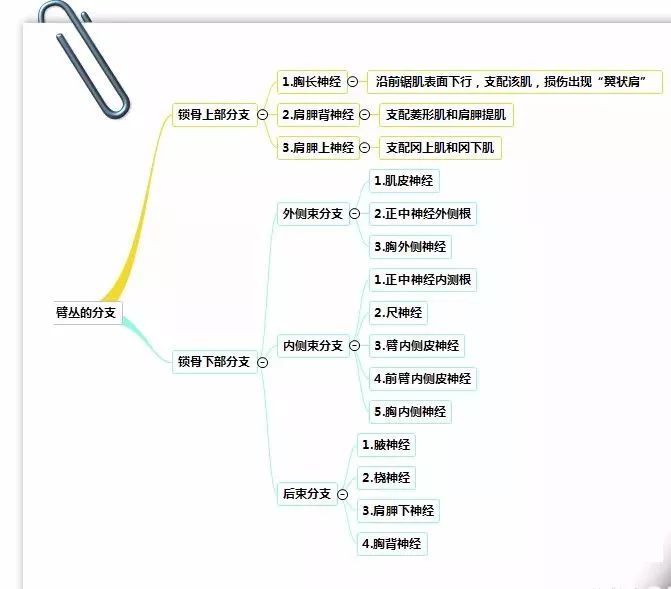 思维导图——人体解剖学