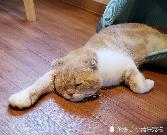 睡在比它小一半的小筐里 狸花猫依然游刃有余 猫的本质真是液体 看点快报