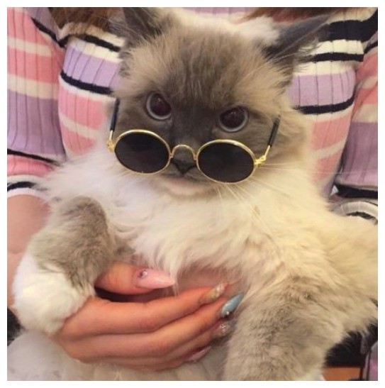 盘点戴眼镜的猫咪们,萌度一下子飙升:skr,skr