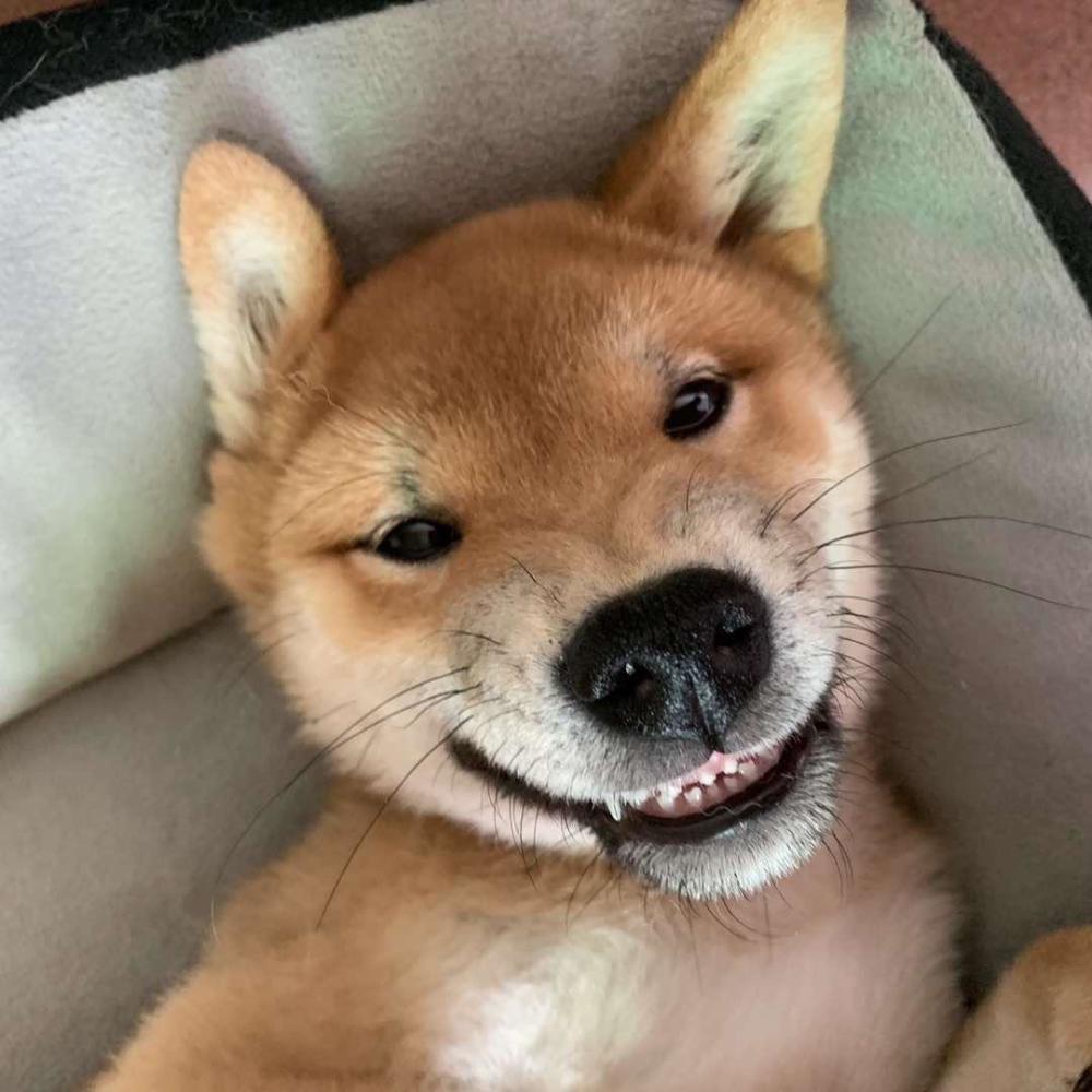 辣么可爱,大家给这个小柴犬配文字说明呗!