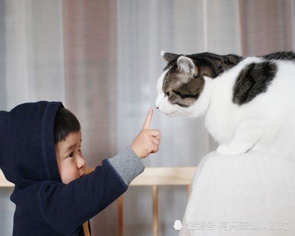 从小就跟猫咪一起长大,晴太也知道如何正确地与猫咪互动.