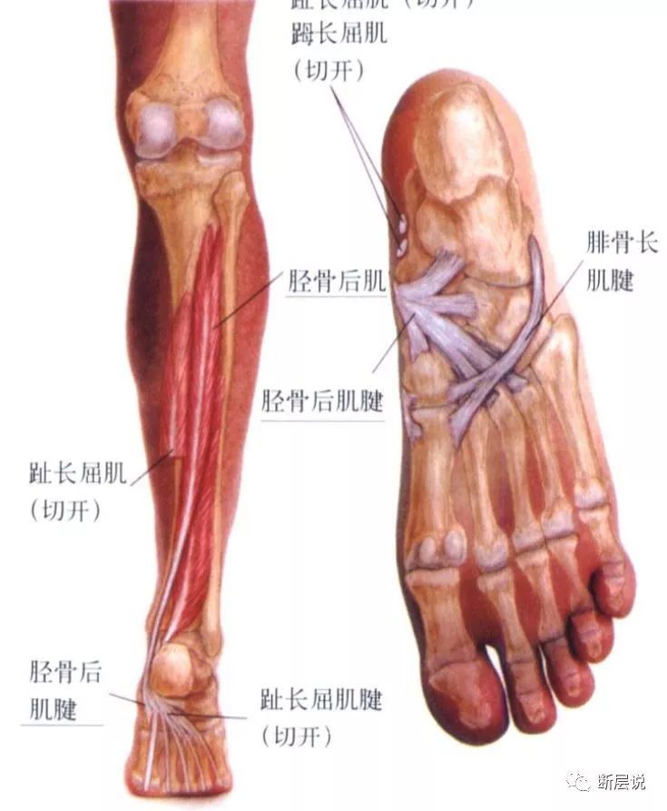 三阴交 在胫骨后缘和比目鱼肌之间 深层有胫骨后肌,趾长屈肌 胫骨后肌