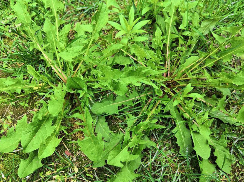 野菜,叶子,小优,植物,白萝卜