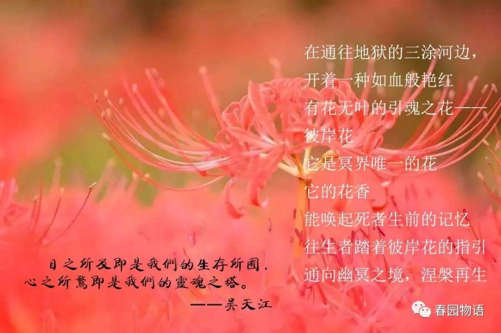 彼岸花开 灿烂若霞 看点快报