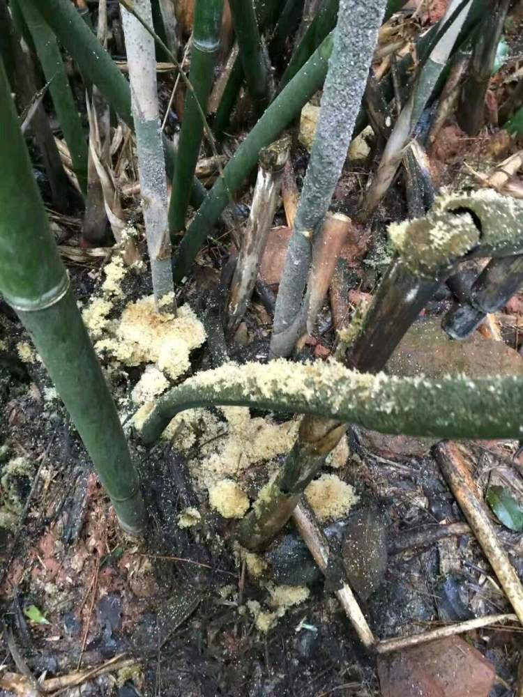 竹子上长的这种菌,营养堪比燕窝,人称"竹燕窝",一斤卖