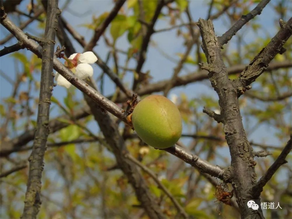 孤陋寡闻的我发现,梅花竟然也有果实.