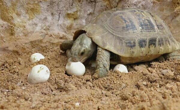 乌龟偷吃蛇蛋被蟒蛇抓现行 乌龟:再也不敢了