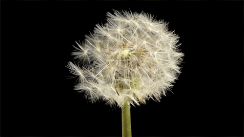 背景 壁纸 矢量 植物 种子 500_281 gif 动态图 动图