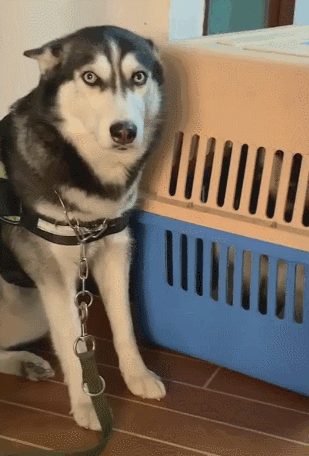 哈士奇被主人教训,两眼睁圆耳朵低垂,蠢萌的二哈表情