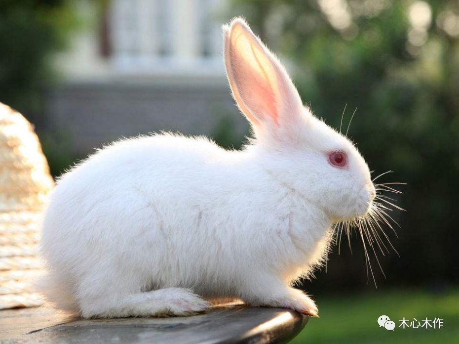 part 1:兔子 "小白兔白又白,两只耳朵竖起来,爱吃萝卜爱吃菜,跑起路
