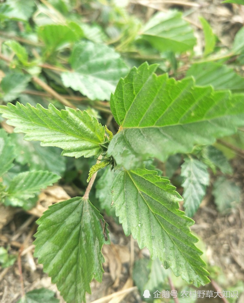 赛葵:别名黄花草或黄花棉.全草入药,配十大功劳可治疗