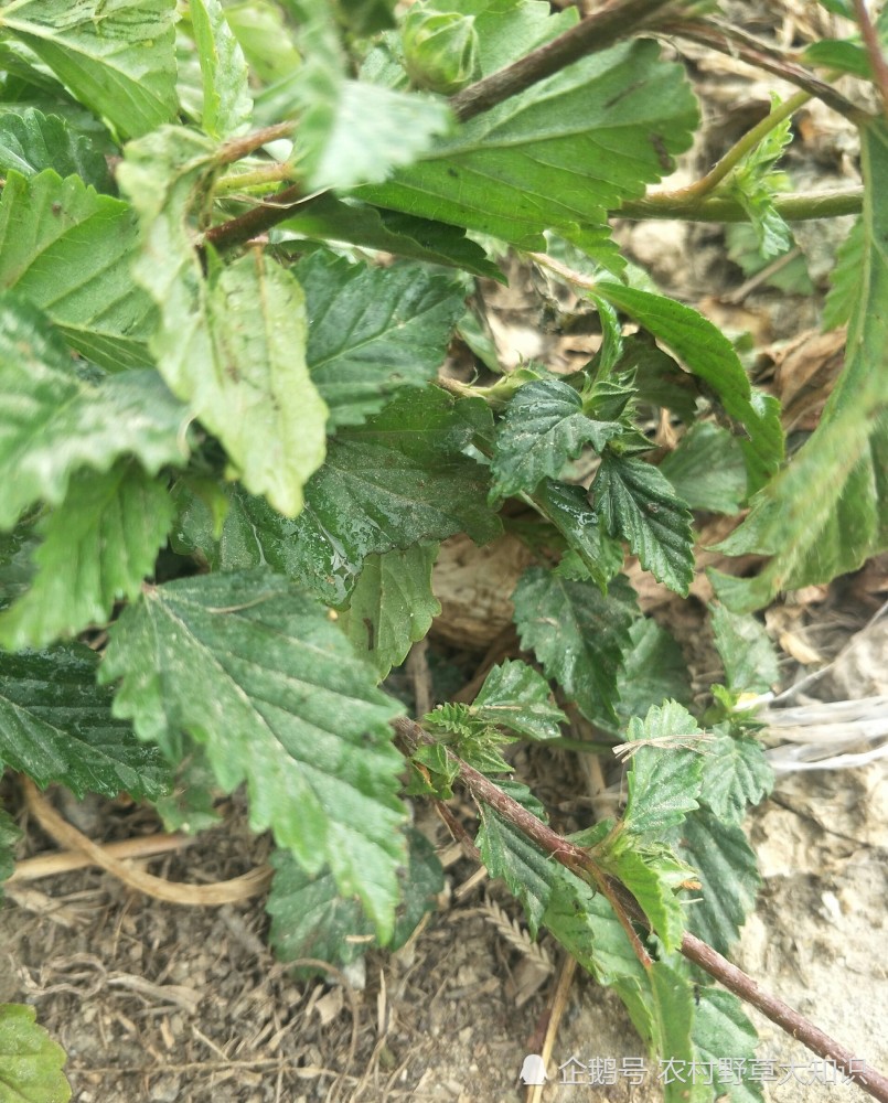 赛葵:别名黄花草或黄花棉.全草入药,配十大功劳可治疗