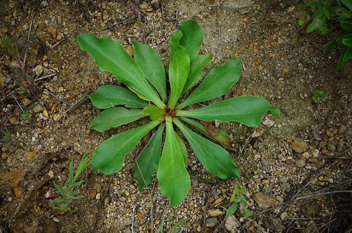 野草:这种植物在农村随处可见,殊不知用来止血散瘀有奇效