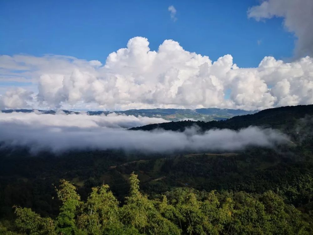 双江,勐库大雪山,阮殿蓉,茶树,千家寨