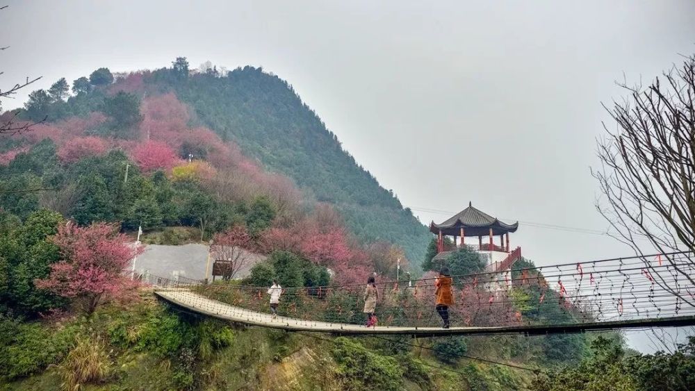 珙县巡场新增4a景区这里成片大红樱花,茶花美爆了!