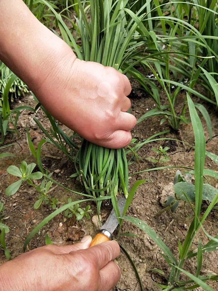 阳台种啥菜最耐吃,肯定是播种一次可割五年的韭菜嘛