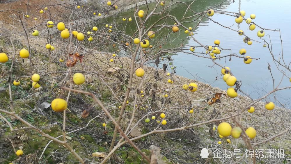 湖南祁东春节乡下游玩碰到的黄金果原来是这个!