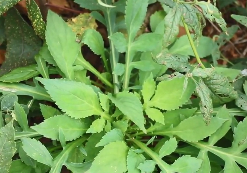 野菜,苦菜,凉拌菜,水果