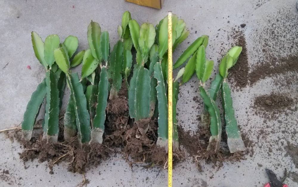 盆栽火龙果苗能结果吗?能,但种子种植的苗和扦插苗区别很大!