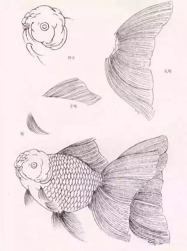 金鱼工笔画法