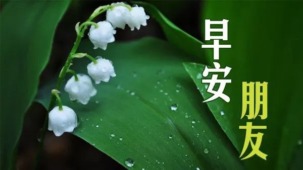 朋友圈早上好动态祝福唯美图片 阳光暖人心的早安问候