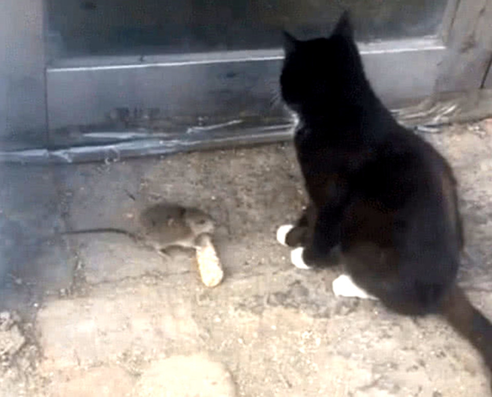 主人带回只猫咪捉老鼠,猫咪见老鼠却是这样子,主人:要