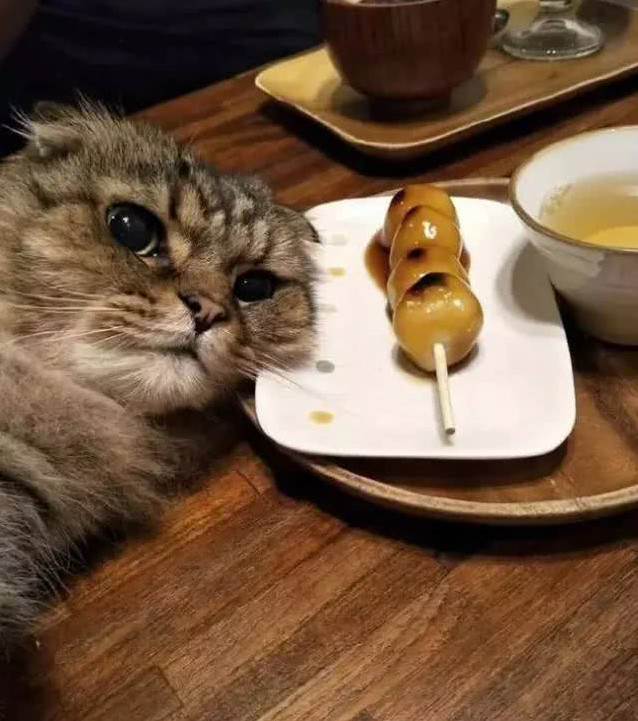 贪吃猫趁主人不注意爬上桌,脸还朝盘子越靠越近,主人顿时懵了