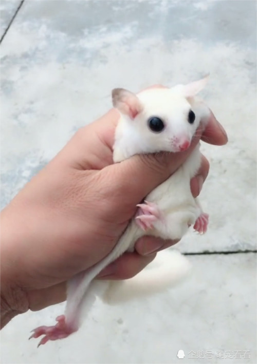 发现一只白绒绒的
