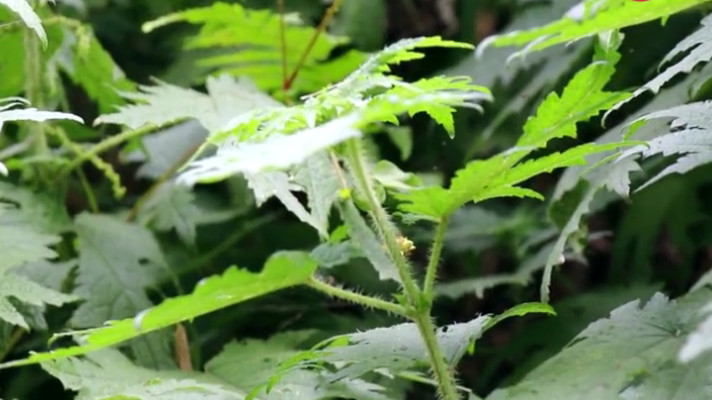 农村这种植物,叶子带"刺"惹人讨厌,却是一味名贵的"河