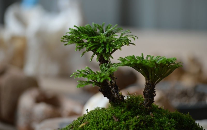 这种野草是"高贵"植物,人称"还魂草",养成小盆景"很值钱"
