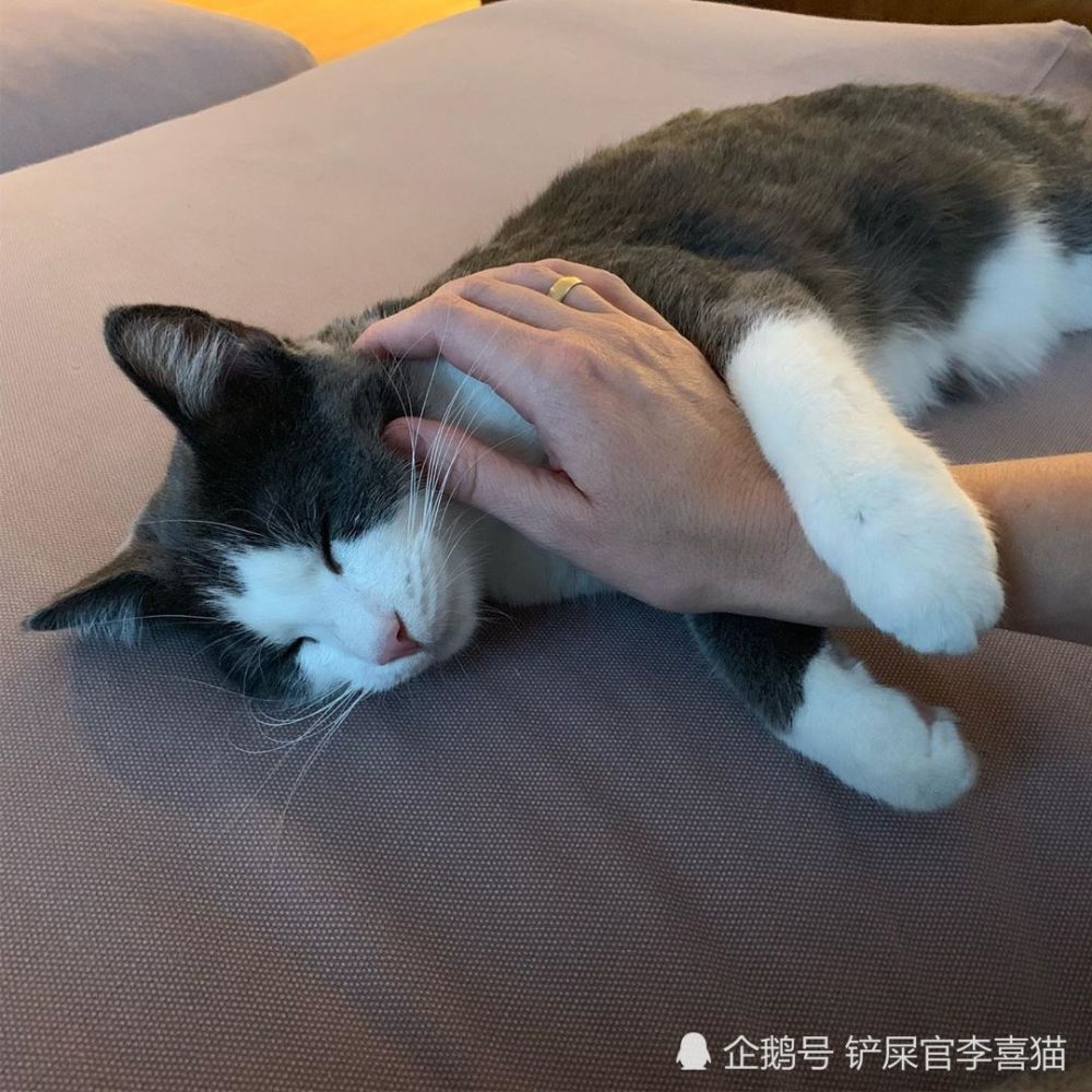 铲屎官带着猫咪一起吃喝玩乐过大年,可不要忘了注意这些事情!