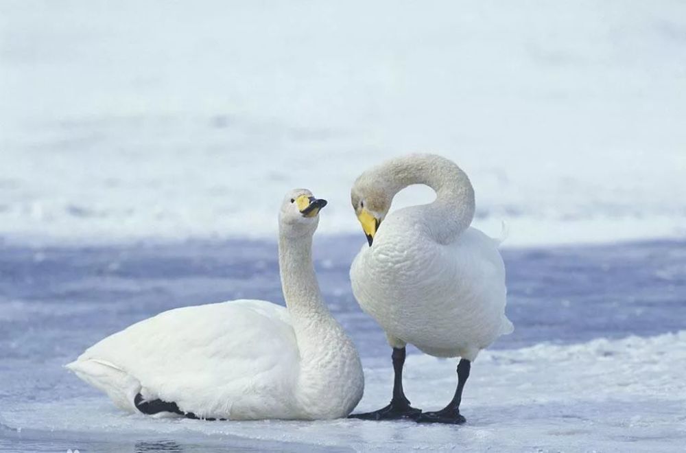 大天鹅(cygnus cygnus)