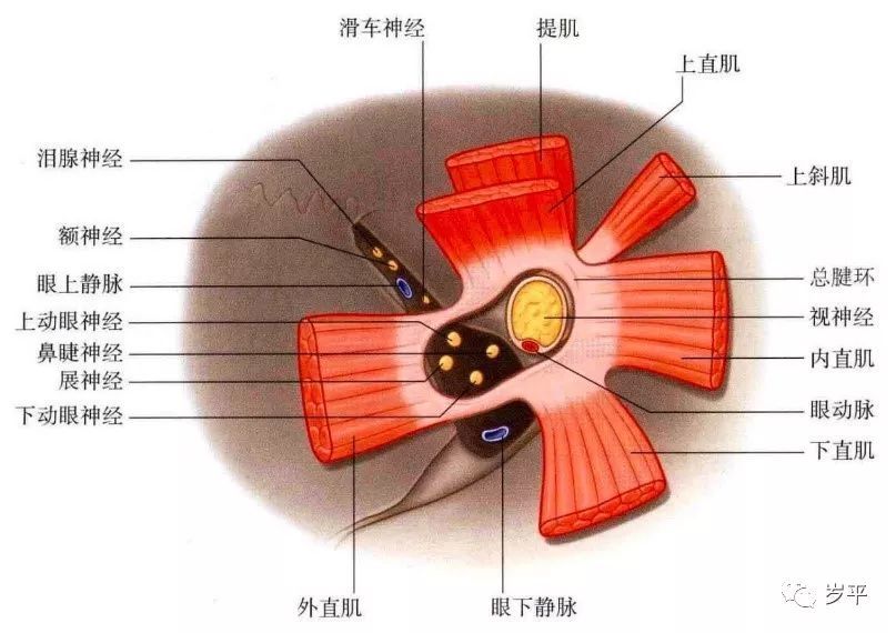 眼眶软组织 眶周筋膜.