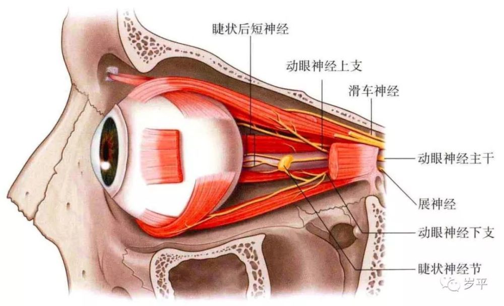 眼睛按摩术与流变式的眼动法