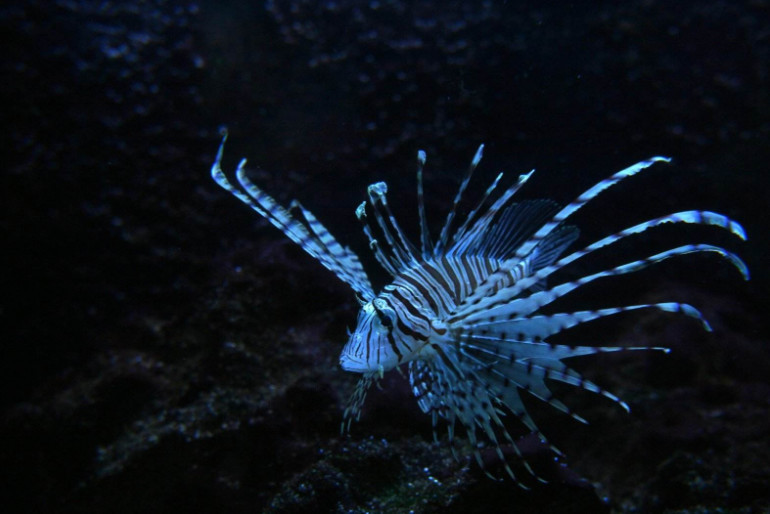 马里亚纳海沟8000米处,惊现恐怖生物,专家看到照片不淡定了