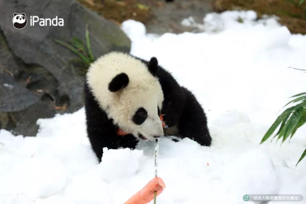 成都又为大熊猫下了场雪 "艾莉"带仔耍安逸了!