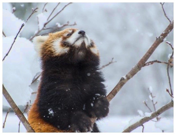 小熊猫在雪地中卖萌,颜值惊人,难怪超多网友稀罕它