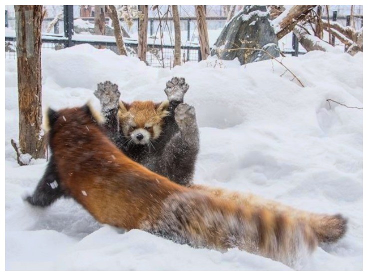 小熊猫在雪地中卖萌,颜值惊人,难怪超多网友稀罕它